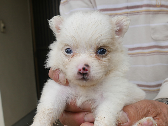 ハーフ犬　男の子