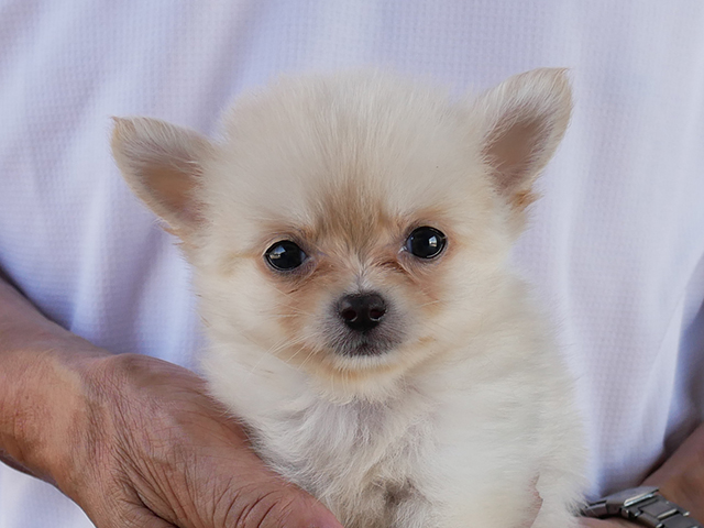 ハーフ犬　男の子