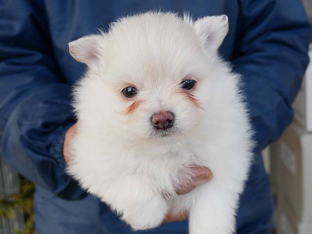 ハーフ犬　男の子