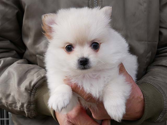 ハーフ犬　男の子